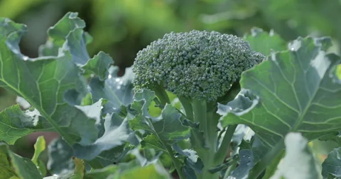 Fresh, fully grown broccoli on a garden bed at an eco-farm. Green vegetable Stock Footage 322173249