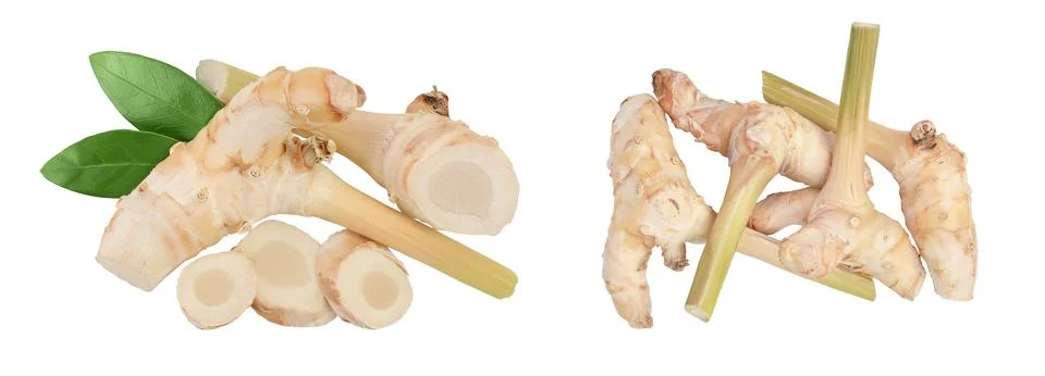 Fresh galangal root with slices isolated on white background with full depth of Stock Photos
