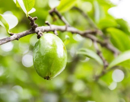 Fresh garcinia (madan) fruit on the tree, the tropical thai herb in thailand. Stock Photos