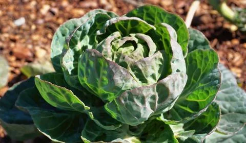 Fresh Garden Cabbage. Foto stock
