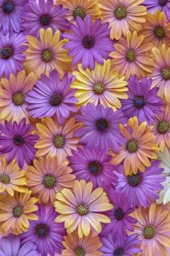 Fresh garden  flower background with pink and yellow daisy flowers Stock Photos