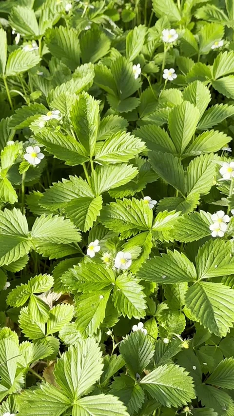 Fresh Garden Strawberries Growing in Spring Greenhouse Stock Footage 336964903