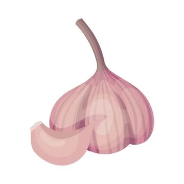 Fresh Garlic Aromatic Vegetable, Culinary Ingredient Vector Illustration Ilustración de archivo