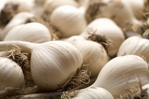 Fresh garlic background Stock Photos