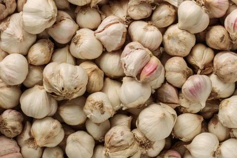 Fresh garlic with background. Stock Photos