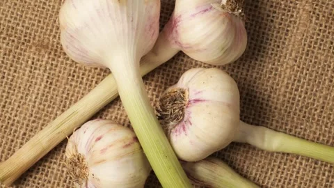 Fresh garlic bulbs with stems rotating on burlap Видео 340526123