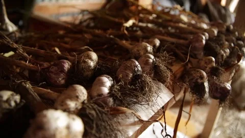 Fresh garlic - close up Stock Footage 81903313