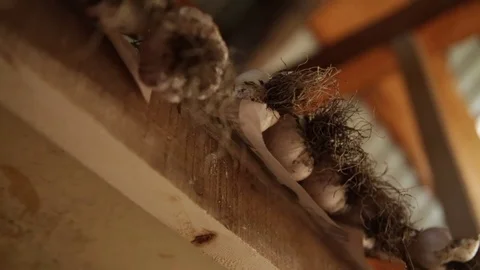 Fresh garlic - close up - low angle Stock Footage 81885309