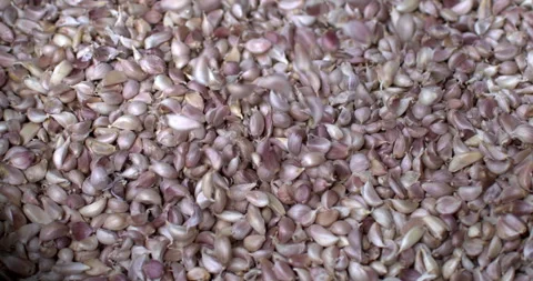 Fresh garlic cloves fall on heap just harvested on hydroponic greenhouse Stock Footage 269898232