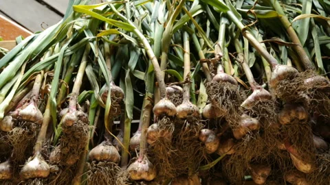 Fresh garlic drying outside Vidéo 101119411