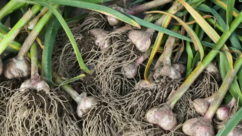 Fresh garlic drying outside Stock Footage 101119507