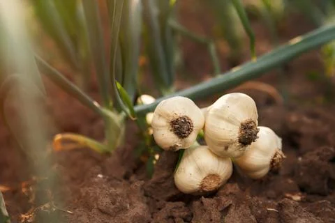 Fresh garlic on the ground Stock Photos