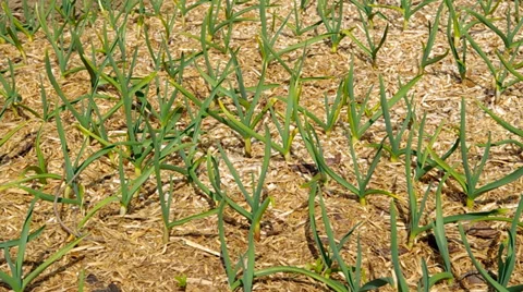 Fresh Garlic grows from the soil Stock Footage 36535406