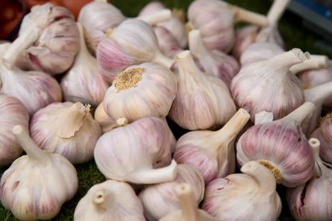 Fresh garlic Stock Photos
