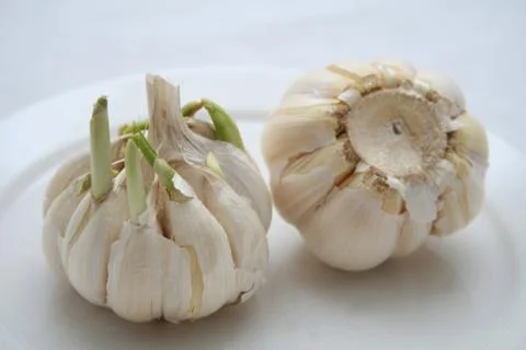 Fresh garlic Stock Photos