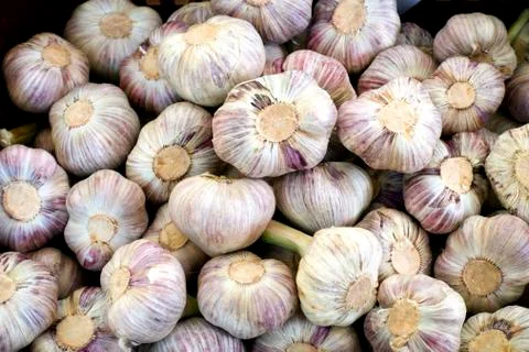 Fresh garlic Foto stock