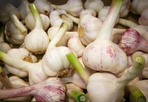 Fresh garlic Stock Photos