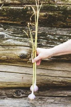 Fresh garlic on stem Stock Photos