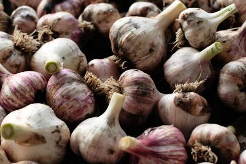 Fresh garlic on the table. close-up Stock Photos