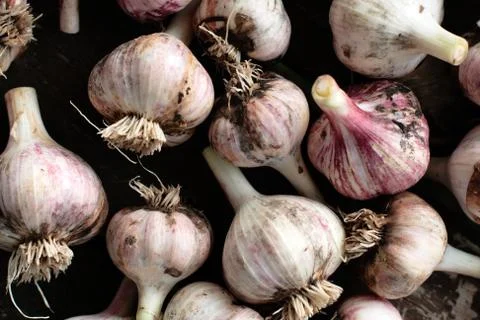 Fresh garlic on the table. close-up Stock Photos