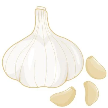Fresh garlic. Vector illustration Illustrazione stock