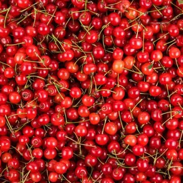 Fresh gathered cherries background Stock Photos