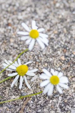 Fresh German Chamomile Stock Photos