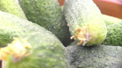 Fresh gherkins rotating in deep plate on white background Vídeo Stock 342984790