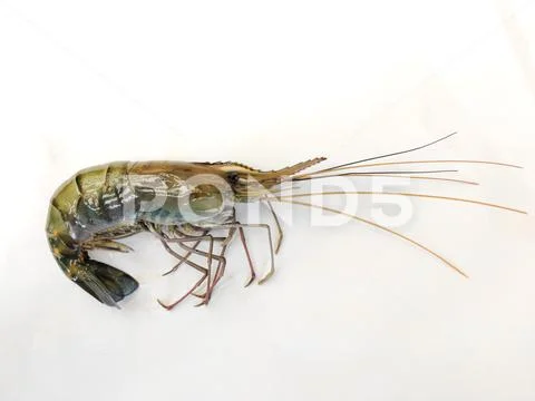 Fresh Giant Freshwater Prawn Isolated on white Background. Stock Photos