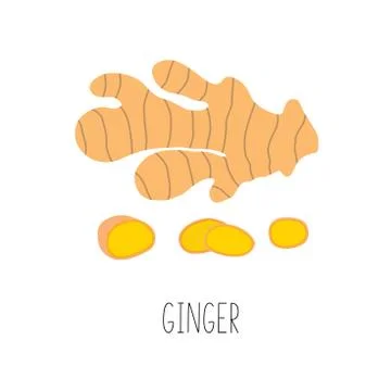 Fresh ginger and slices. Vector illustration isolated. Stock Illustration