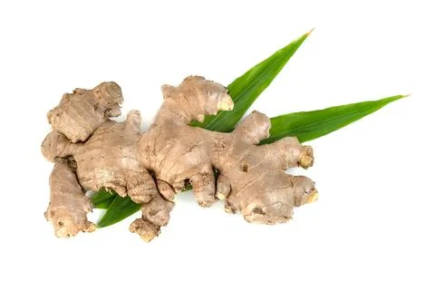 Fresh ginger root and leaves isolated on white background Stock Photos