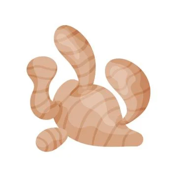 Fresh ginger root, aromatic spice herb vector Illustration on a white background Stock Illustration