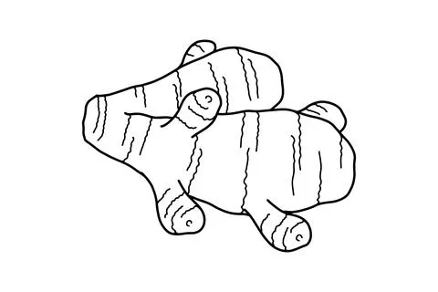 Fresh ginger root hand drawn illustration. Eco healthy food. Superfood. Vec.. Stock Illustration