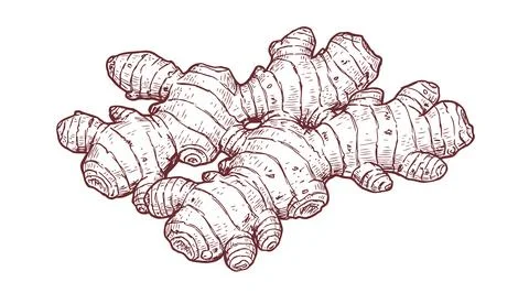 Fresh Ginger Root Hand Drawn Vintage Engraving Style Illustration Stock Illustration