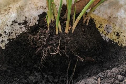 Fresh Ginger Root or Zingiber Officinale Rhizome is harvested from organic fi Stock Photos