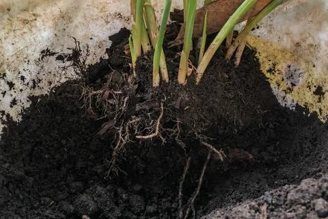 Fresh Ginger Root or Zingiber Officinale Rhizome is harvested from organic fi Stock Photos