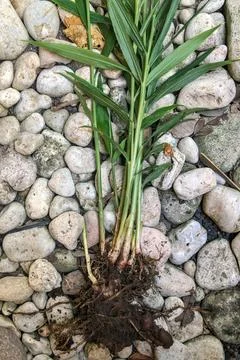 Fresh Ginger Root or Zingiber Officinale Rhizome is harvested from organic fi Stock Photos