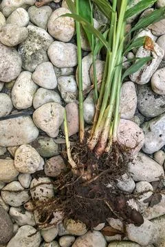 Fresh Ginger Root or Zingiber Officinale Rhizome is harvested from organic fi Stock Photos