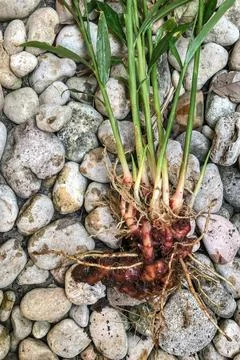 Fresh Ginger Root or Zingiber Officinale Rhizome is harvested from organic fi Stock Photos