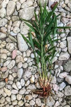 Fresh Ginger Root or Zingiber Officinale Rhizome is harvested from organic fi Foto stock