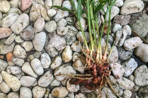 Fresh Ginger Root or Zingiber Officinale Rhizome is harvested from organic fi Foto stock