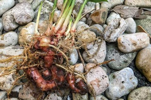 Fresh Ginger Root or Zingiber Officinale Rhizome is harvested from organic fi Stock Photos