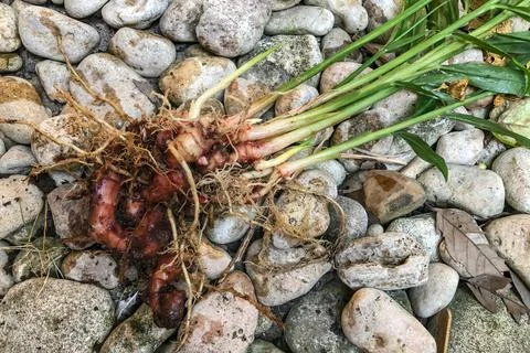 Fresh Ginger Root or Zingiber Officinale Rhizome is harvested from organic fi Stock Photos