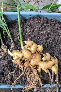 Fresh Ginger Root or Zingiber Officinale Rhizome is harvested from organic fi Stock Photos