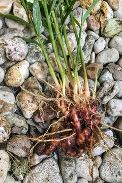 Fresh Ginger Root or Zingiber Officinale Rhizome is harvested from organic fi Stock Photos