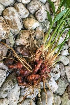 Fresh Ginger Root or Zingiber Officinale Rhizome is harvested from organic fi Stock Photos