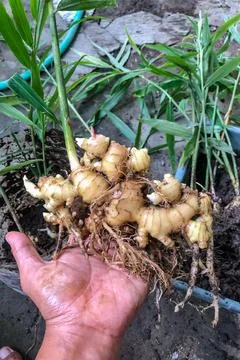 Fresh Ginger Root or Zingiber Officinale Rhizome is harvested from organic fi Stock Photos