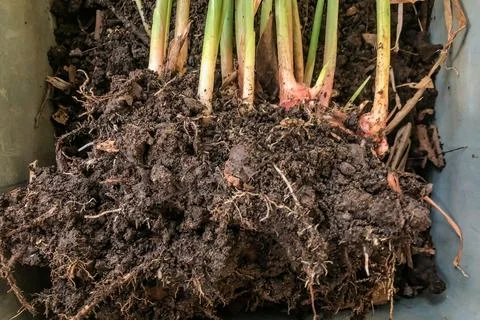 Fresh Ginger Root or Zingiber Officinale Rhizome is harvested from organic fi Stock Photos