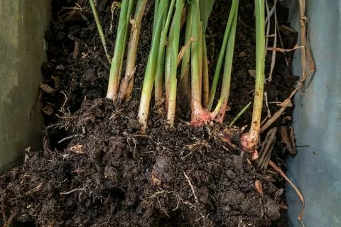 Fresh Ginger Root or Zingiber Officinale Rhizome is harvested from organic fi Stock Photos