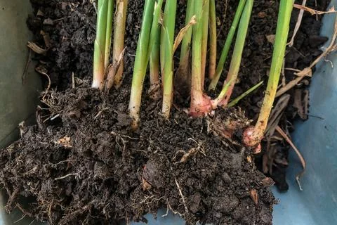 Fresh Ginger Root or Zingiber Officinale Rhizome is harvested from organic fi Stock Photos